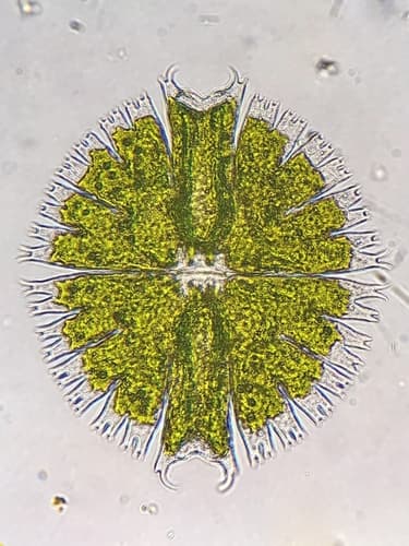 Micrasterias compereana — photo 1
