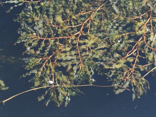 Curly-leaf Pondweed — photo 1