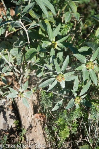 David's spurge — photo 1