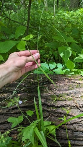 Inflated Narrow-leaved Sedge — photo 1