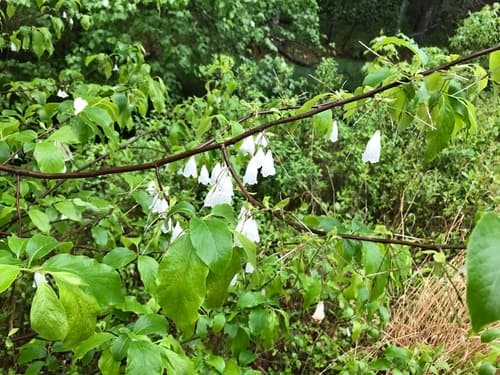 mountain silverbell — photo 1