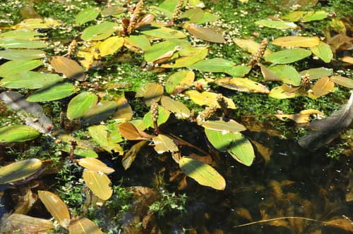 Broad-leaved Pondweed — photo 1
