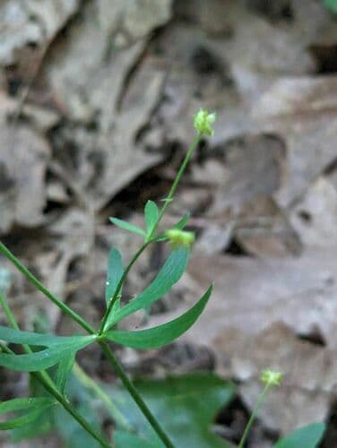 Allegheny Mountain Buttercup — photo 1