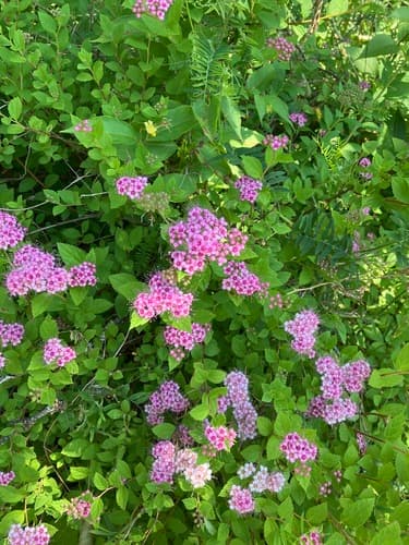 Japanese Spirea — photo 1