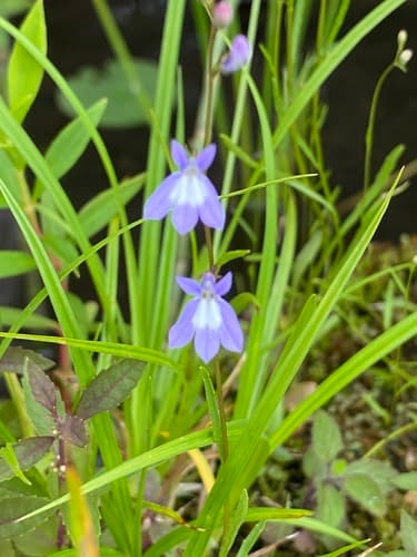 Kalm's Lobelia — photo 1