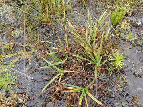 scabrous black sedge — photo 1