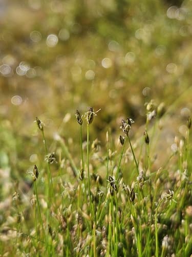 Needle Spikerush — photo 1