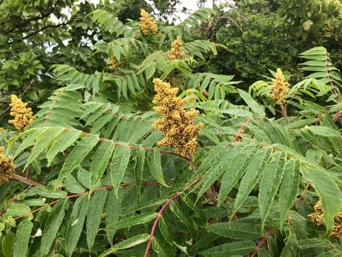 staghorn sumac — photo 1