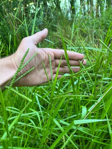 Field Paspalum — photo 1
