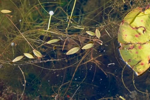 snailseed pondweed — photo 1