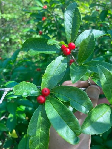 Smooth Winterberry — photo 1