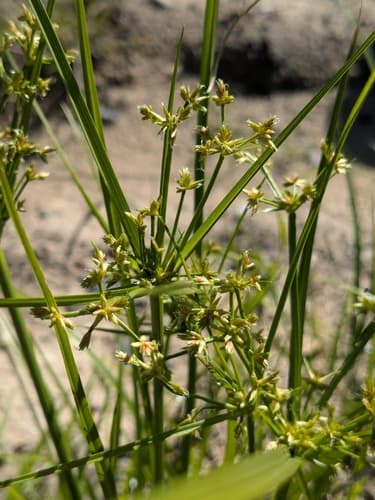 toothed flatsedge — photo 1