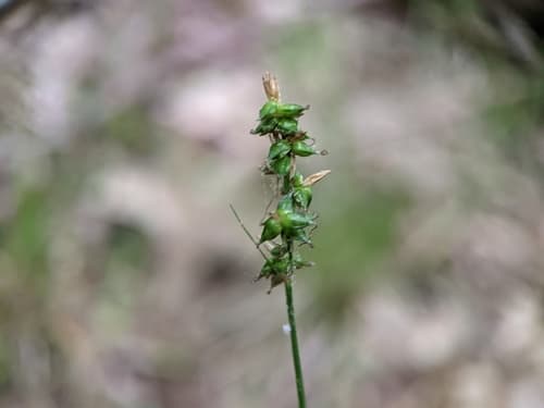 Reflexed Sedge — photo 1