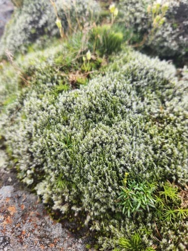 Woolly Fringe-moss — photo 1