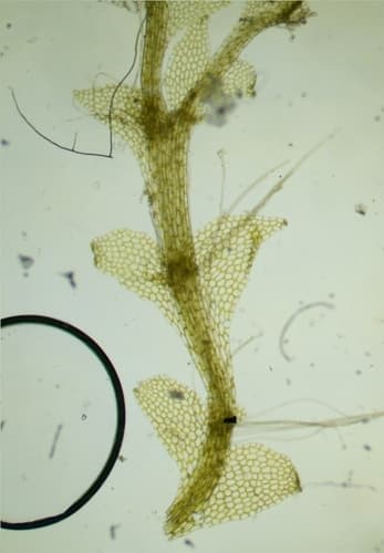 Bog Pouchwort — photo 1