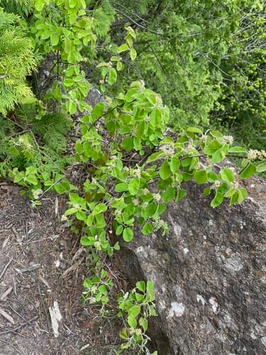 Low Serviceberry — photo 1