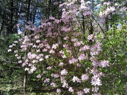 pinkshell azalea — photo 1