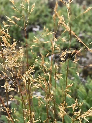 Arctic Bentgrass — photo 1