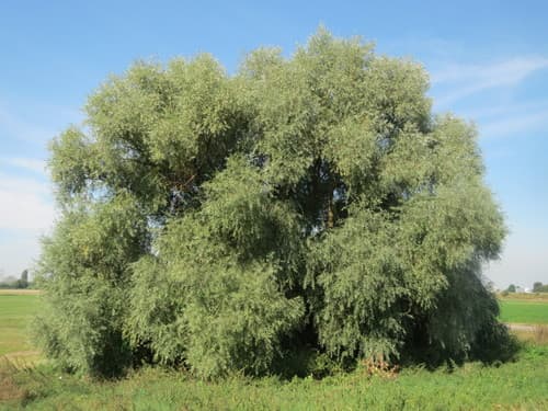 white willow — photo 1
