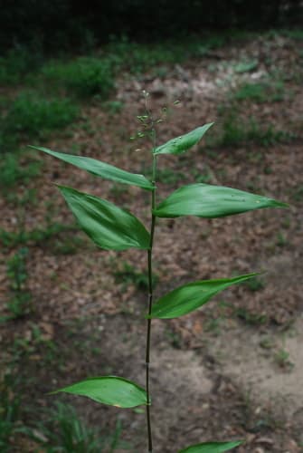 Bosc's Witchgrass — photo 1