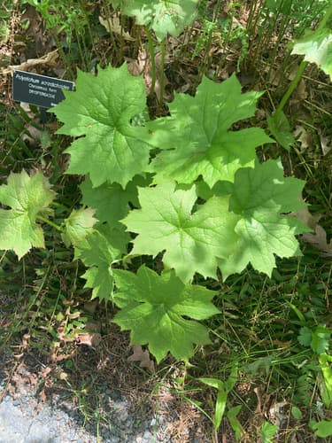 Umbrella-leaf — photo 1