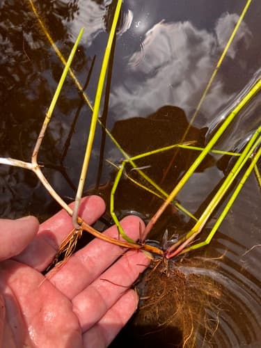 Horsetail Spikerush — photo 1