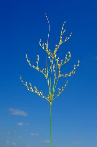 greater poverty rush — photo 1