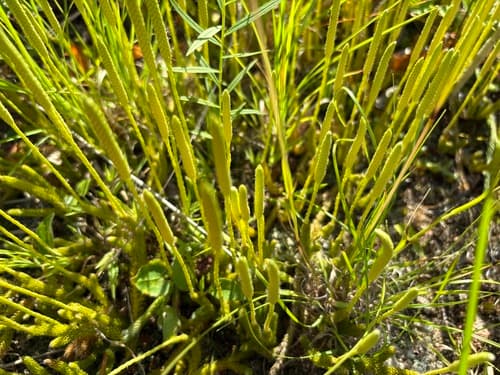 appressed bog clubmoss — photo 1