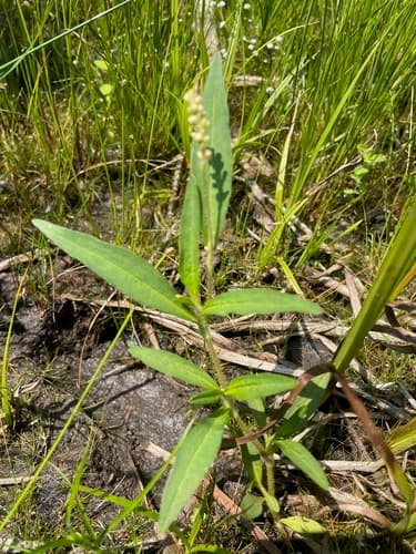 Carey's Smartweed — photo 1