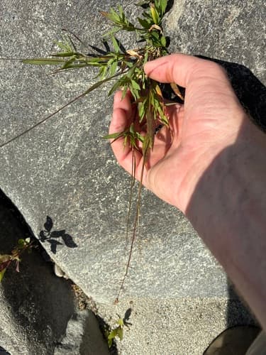 northern witchgrass — photo 1