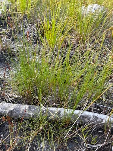 Slender Spikerush — photo 1