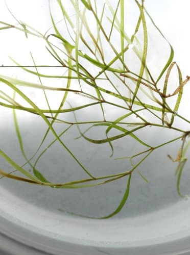 Berchtold's pondweed — photo 1