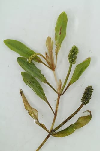 Northern Pondweed — photo 1