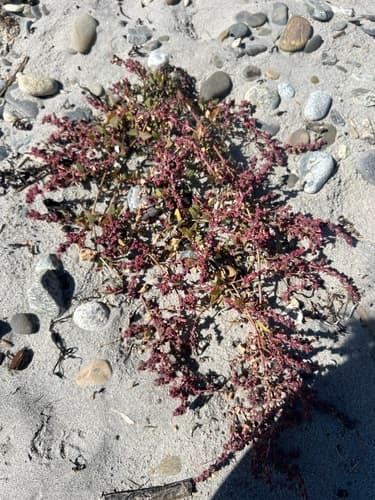 Babington's Orache — photo 1