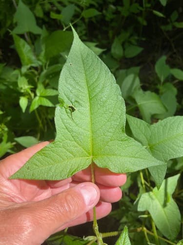 halberd-leaved tearthumb — photo 1