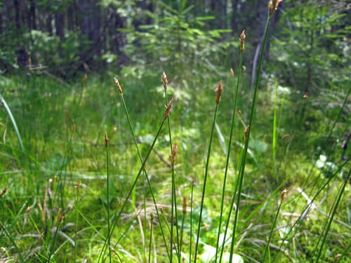 creeping sedge — photo 1