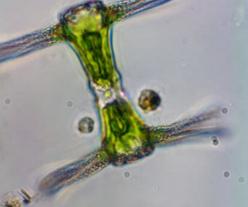 Staurastrum ankyroides — photo 1