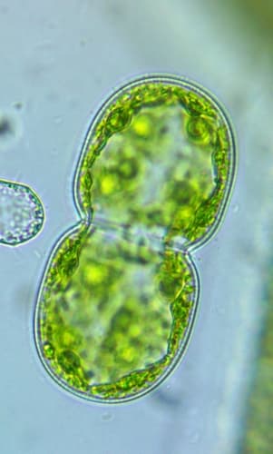 Cosmarium debaryi — photo 1