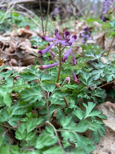Incised Fumewort — photo 1