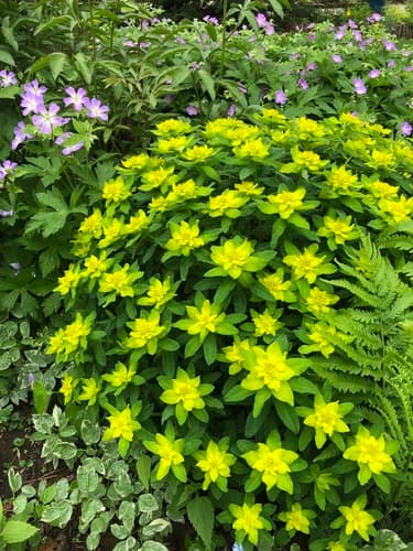 Cushion Spurge — photo 1