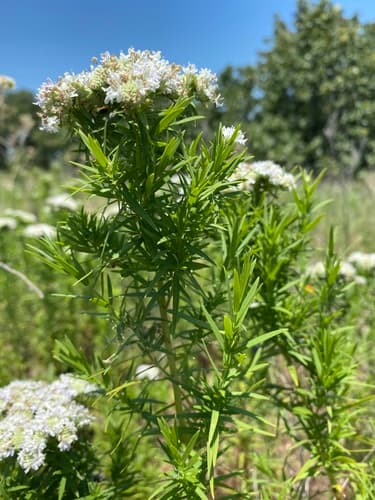 narrowleaf mountainmint — photo 1