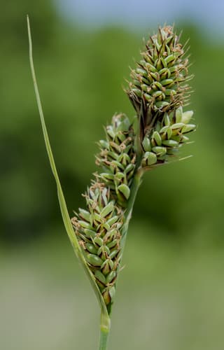 Buxbaum's sedge — photo 1