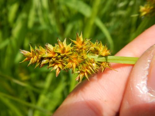 foxtail sedge — photo 1