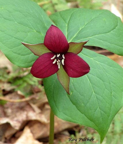 red trillium — photo 1