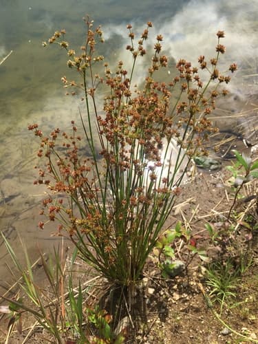 tapered rush — photo 1