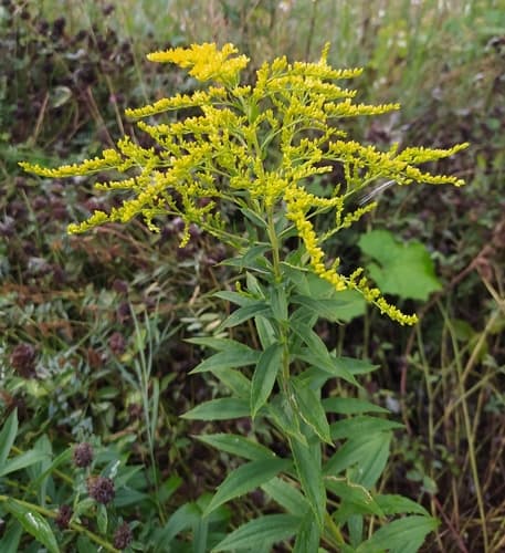 Canada goldenrod — photo 1