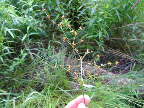 Small-head Rush — photo 1