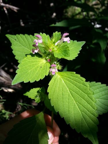 Bifid Hemp-nettle — photo 1