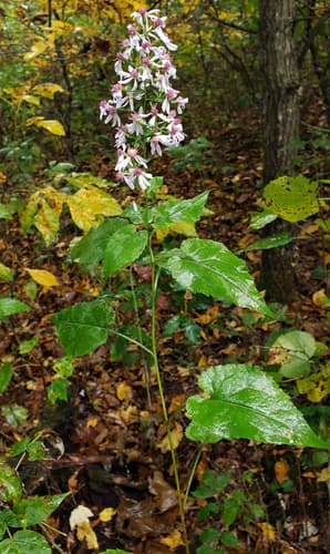 Common Blue Wood Aster — photo 1