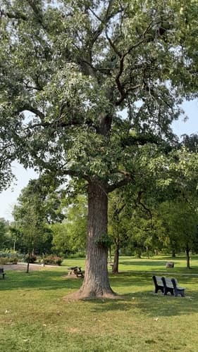 bur oak — photo 1